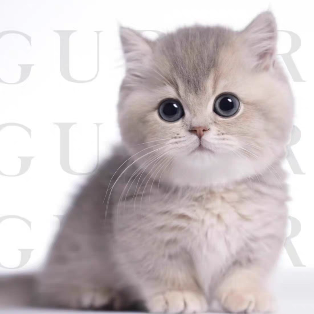 猫舍直销,批发价出售,蓝金渐层